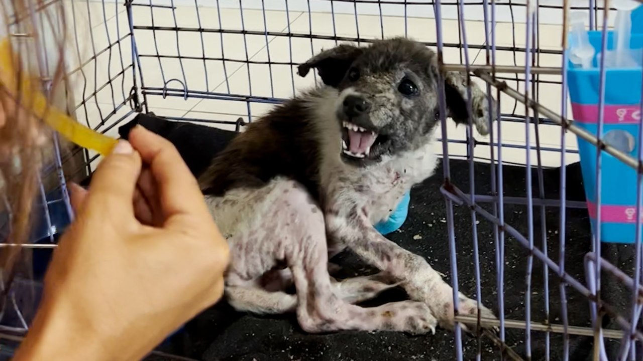 Snappiest Puppy Becomes Biggest Cuddle Bug