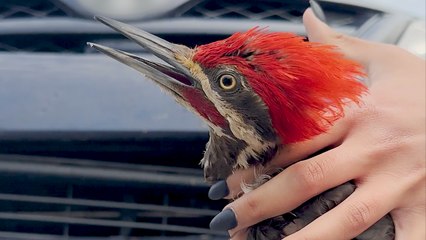 Woman Rescues Woodpecker Trapped In A Car's Bumper