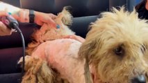 VERY Matted Dog Is Unrecognizable After Five Hour Haircut