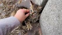 This Person Sprints Across Busy Highway To Rescue Abandoned Kitten