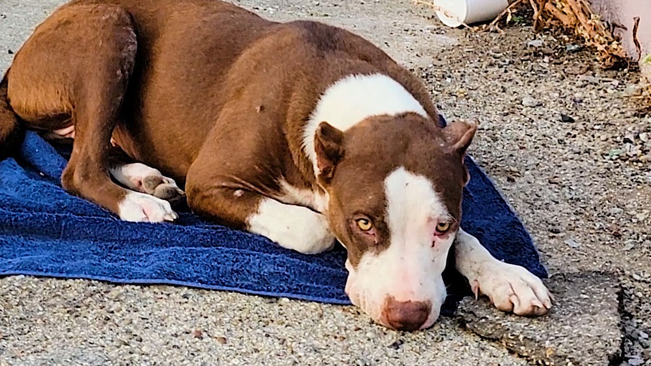 Woman Rescues Pittie From Dumping Ground