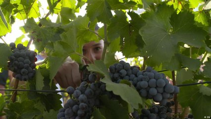 ضريبة إردوغان الباهظة على كحوليات تركيا