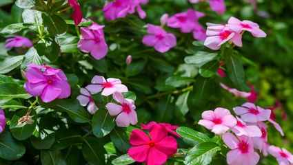 How to Plant and Grow Annual Vinca