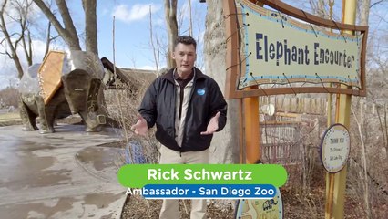 Did You Know That These Physically-Fit Elephants Are Actually Helping to Cure Cancer?