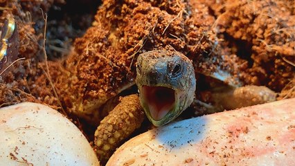 If A Tortoise Was A Wellness Influencer