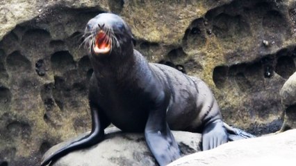Sea Lion Pup Gets Saved By His Mom