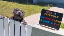 Pittie Patiently Waits By The Fence Each Morning To Greet His Neighbors