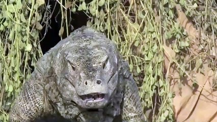 عصام الحضرى مع رامز جلال فى مقلب خطير يواجه تنين الكمودو