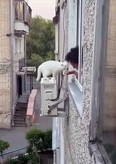 Son chat va lui faire monter le stress d'un coup