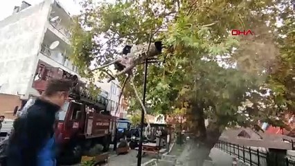 Lodos nedeniyle asırlık çınar ağacının dev dalı kırıldı