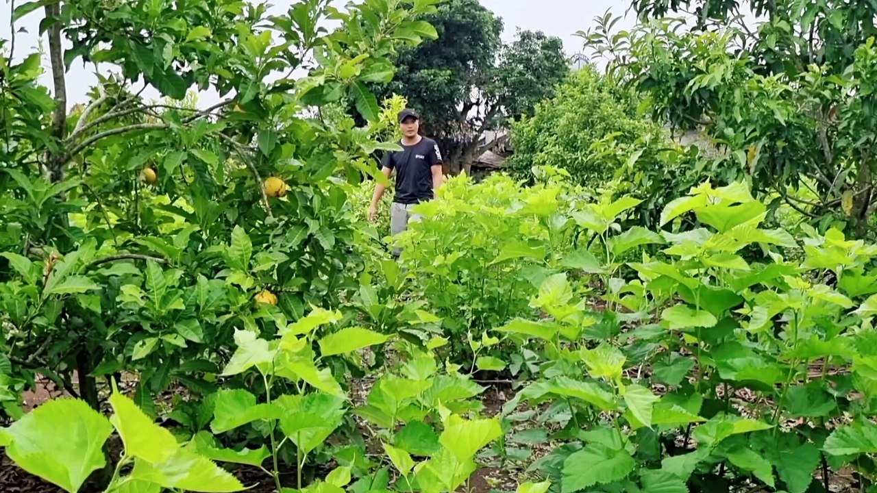 Hái vú sữa hoàng kim chín