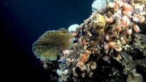 Descubren dos nuevos arrecifes de coral en las profundas aguas de las Islas Galápagos