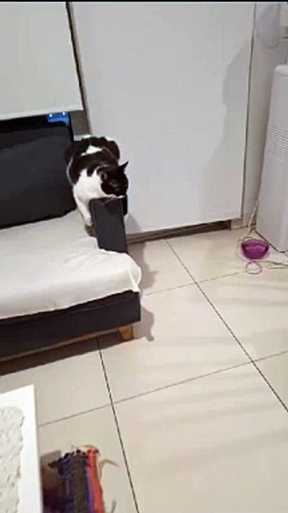 Silly Cat Does Pretty Poses