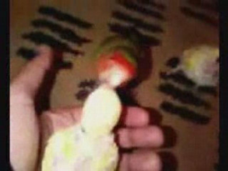 KFC - Merci Pascal !!! le quatuor