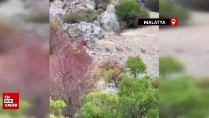 Malatya'da yaban keçileri sürü halinde görüntülendi