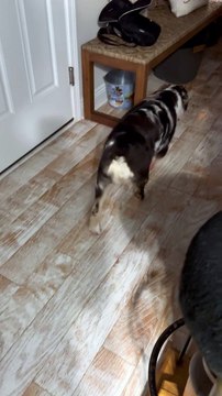 Australian Shepherd Has the Time of Her Life Playing in Toilet