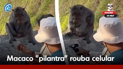 Macaco "pilantra" rouba celular e só devolve em troca por comida