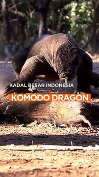 KOMODO Indonesian Giant Lizard