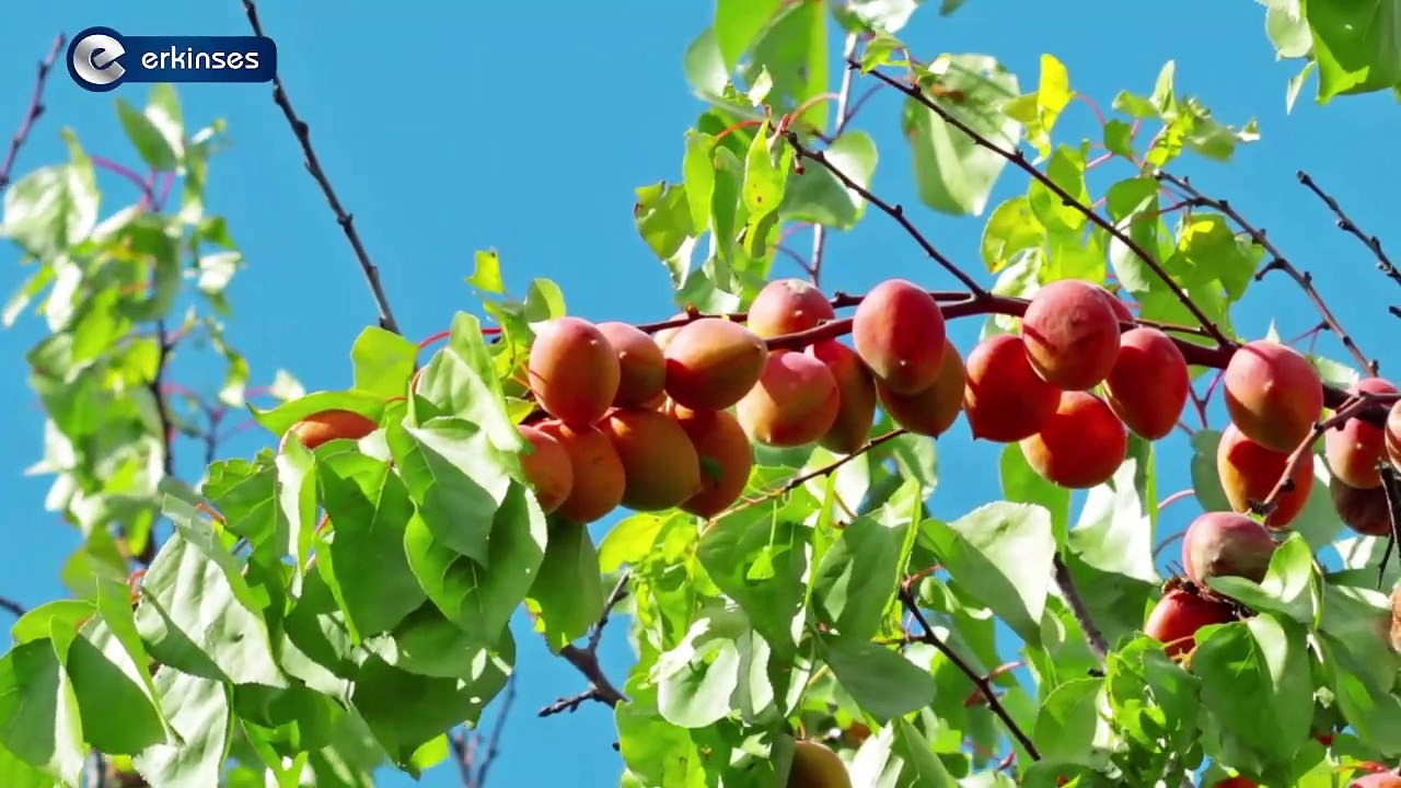 Aroma Meyve Suları - Anuga 2023