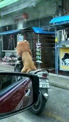 'León' es sorprendido en motocicleta y usuarios dicen: "A veces ladra"