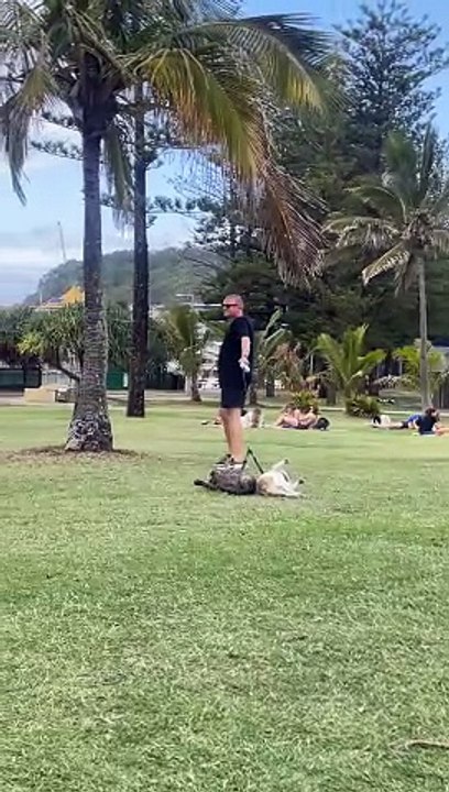 Dogs Dragged Through Grass