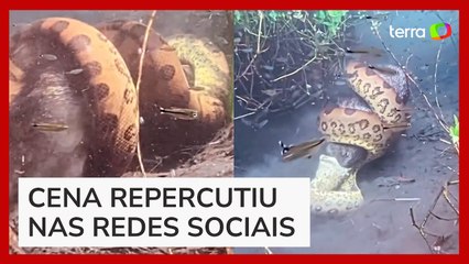 Скачать видео: Sucuri dá 'abraço da morte' e engole porco-do-mato em Bonito (MS)