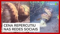 Sucuri dá 'abraço da morte' e engole porco-do-mato em Bonito (MS)