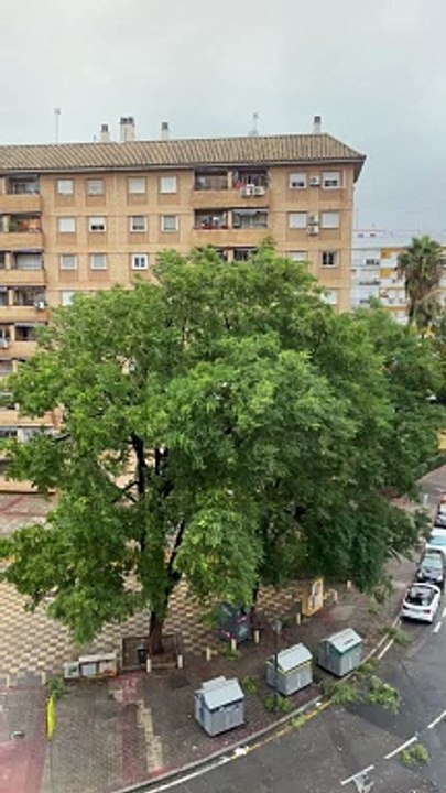 Storm Sends Tree Toppling Onto Car
