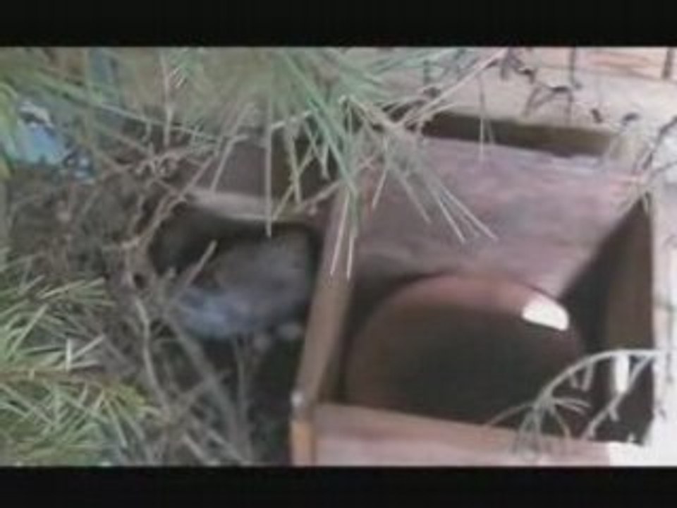 Calopsitte au nid qui couve 10 oeufs