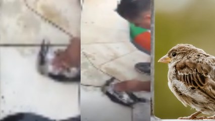 शख्स ने सीपीआर देकर बचाई पक्षी की जान, वायरल वीडियो देख बन जाएगा दिन