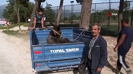 Eşeğin patpat römorkundaki veteriner yolculuğu yürekleri ısıttı