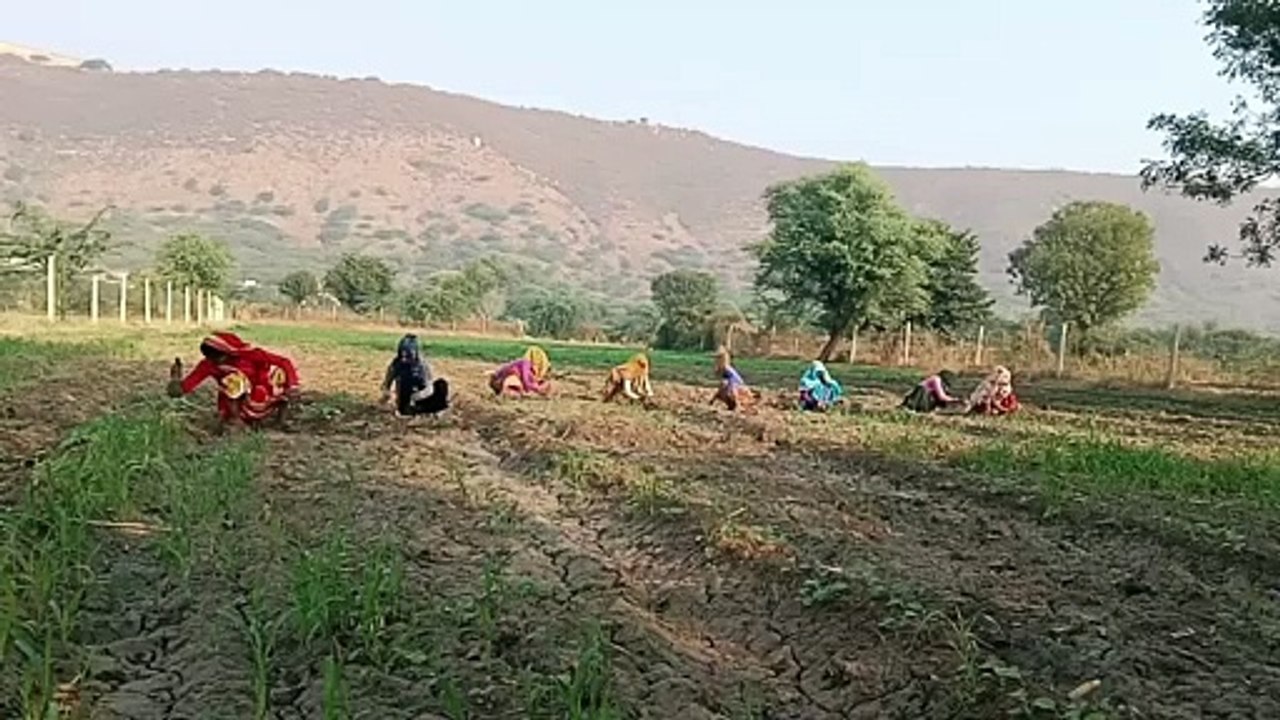 रात के तापमान में गिरावट से बढ़ी ठंडक, सरसों की...