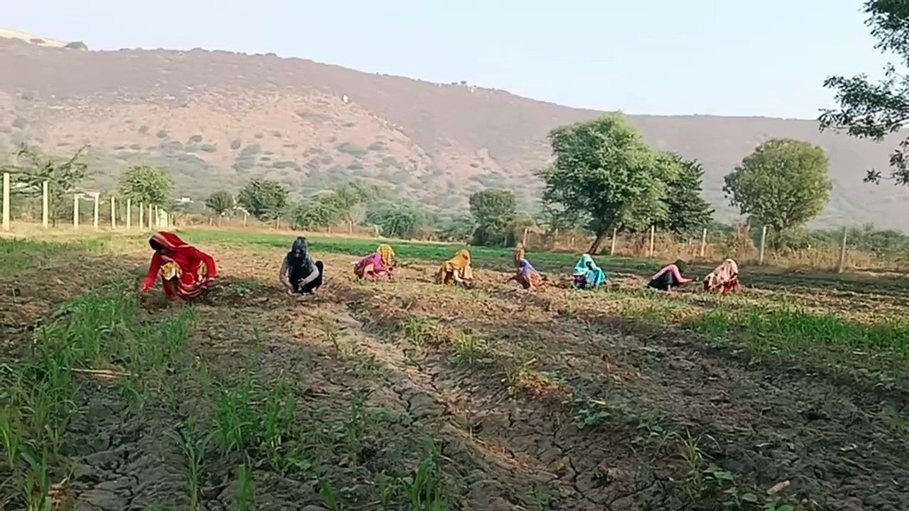 रात के तापमान में गिरावट से बढ़ी ठंडक, सरसों की बुवाई हुई तेज