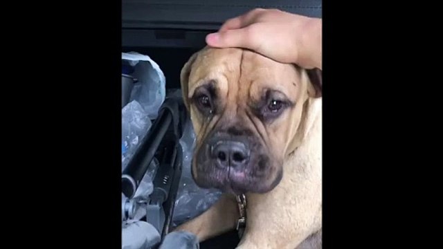 Maru, la cagnolina che ha percorso più di 200 km per tornare dal padrone