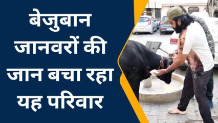 इस परिवार ने उठाया घायल गोवंश की जान बचाने का बीड़ा, आप भी करें मदद