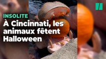 Les hippopotames du zoo de Cincinnati font le plein de citrouilles pour Halloween