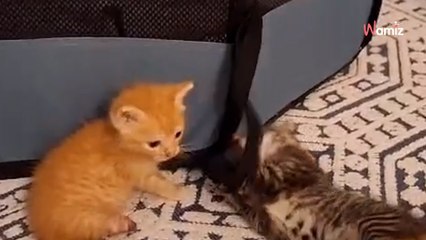 Un chaton handicapé arrive dans une famille : les autres chats décident de l’aider dans son quotidien
