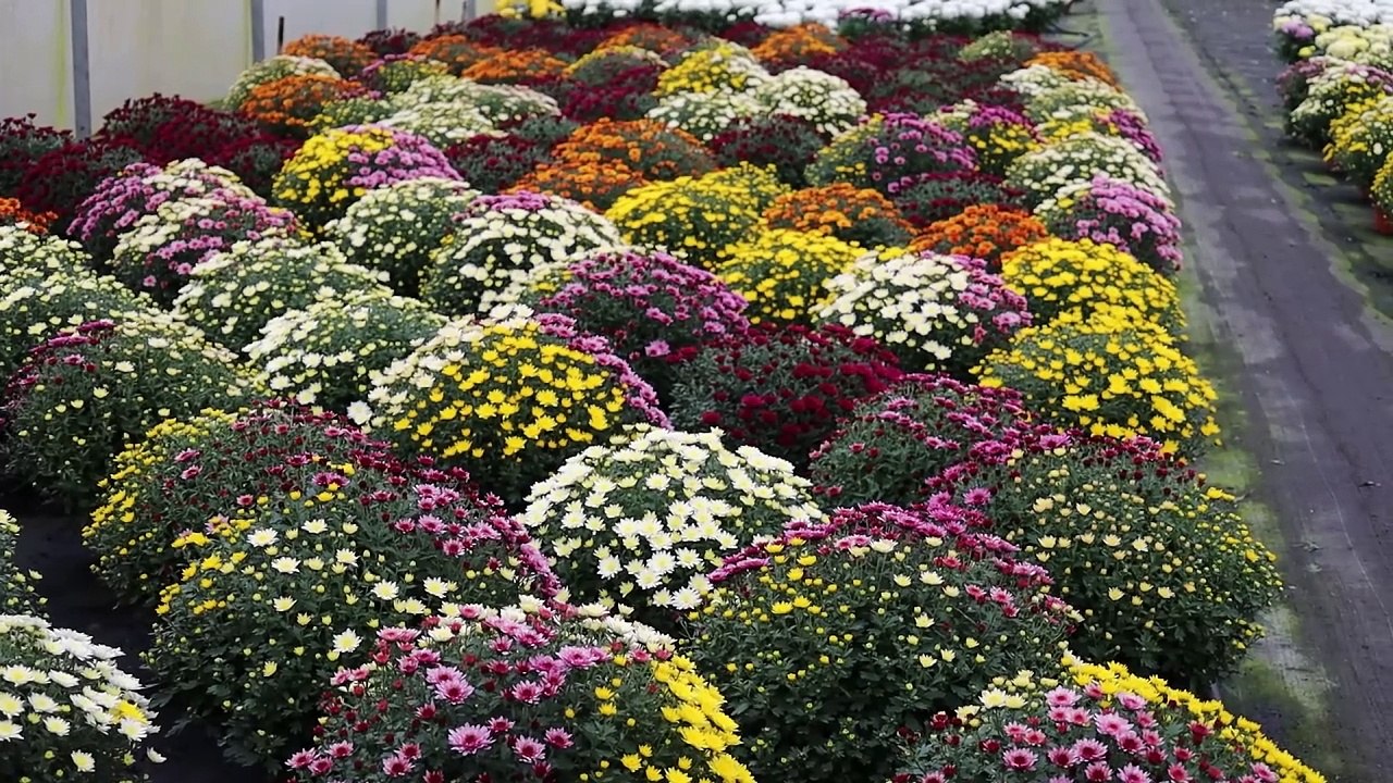 Tajniki tych kwiatów zdradza szczecineckie ogrodnictwo