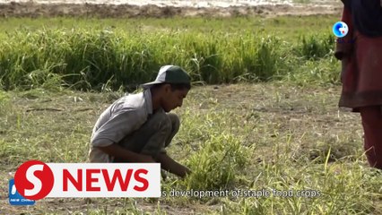 Pakistan, China join hands to augment wheat production, enhance food security