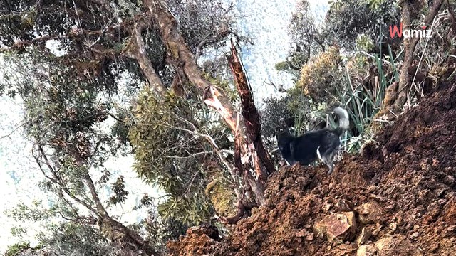 Il randonne avec son chien quand le sol s'effondre sous leurs pieds : 788K personnes sont hypnotisées (vidéo)