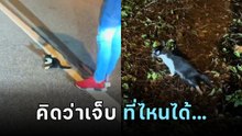 หนุ่มเจอแมวขาเป๋ นึกว่ารถทับขา จึงเก็บมารักษา แต่พอถึงบ้านเท่านั้นแหละ... อ้าววว