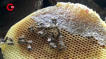 ‘Altın Bal’ hasadı başladı Kilosu 1000 TL