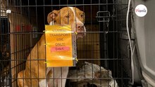 È partito con 3 cani nel furgone: alla fine del viaggio, ce n'erano 17!