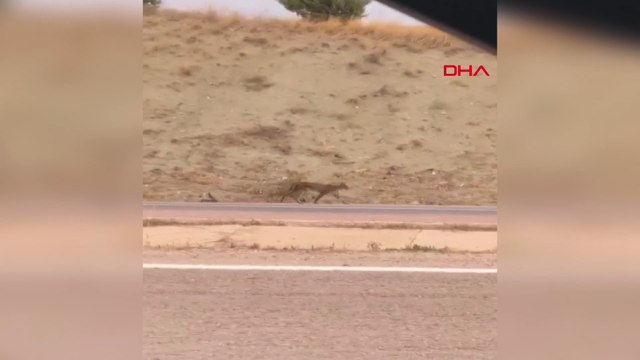 Ankara'da 'Ormanın hayaleti' vaşak, cep telefonu kamerasında