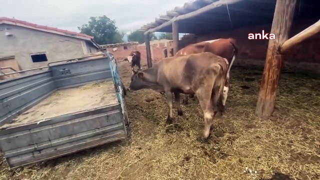 Et ve Süt Kurumu Raporu, Şap Hastalığı İçin 'Kaygılanacak Durum Yok' Diyen Bakanlık ile Çelişti: Şap Hastalığının Sat-2 Tipi Salgın Olarak Ülkemizde...