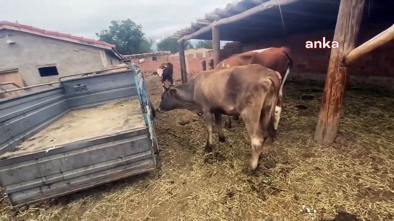 Et ve Süt Kurumu Raporu, Şap Hastalığı İçin 'Kaygılanacak Durum Yok' Diyen Bakanlık ile Çelişti: Şap Hastalığının Sat-2 Tipi Salgın Olarak Ülkemizde...