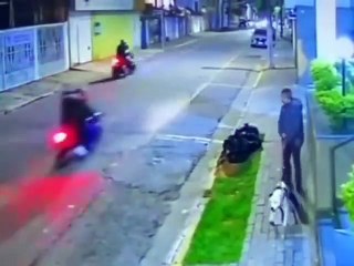 Perro frustra atraco a su amo, así reaccionó el can a un asaltante armado