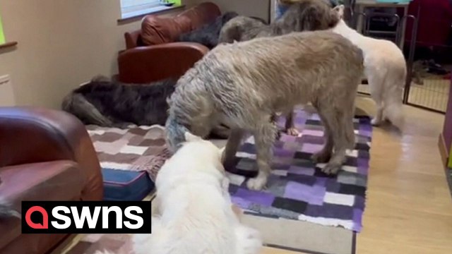 Couple live with 11 Irish wolfhounds spend £15k on dog food alone