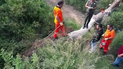 Manavgat’ta çam kese böceği kabusu: 600 çamı kuruttular