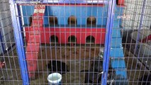 Kuşadası Belediyesi, Söke'deki Hasta Sokak Hayvanlarına Sahip Çıktı